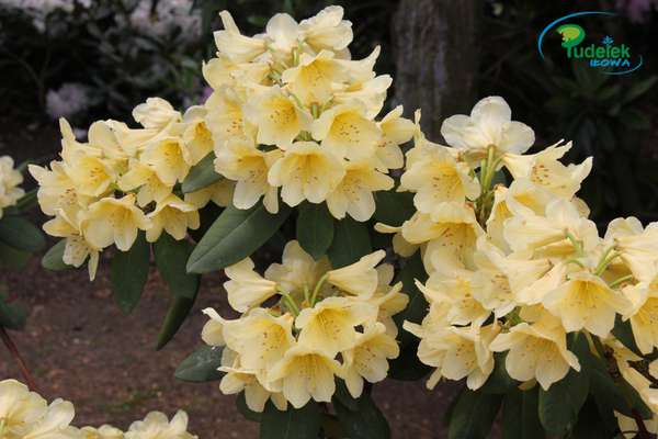 Rhododendron Karibia